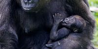 Western lowland gorilla mother Shalia holds her two-week old baby boy, Willie B. III, inside their enclosure at the Zoo Atlanta habitat in Atlanta, Georgia, USA, 09 May 2023. The infant gorilla, born 24 <br>April 2023, is the first offspring of Willie B. Jr and the grandchild of the legendary silverback Willie B.  EPA-EFE/ERIK S. LESSER