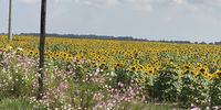 Cosmos and sunflowers on a road trip. Photographer: Ron Letang