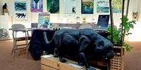 ‘They’ve found sheep up in trees’ — inside Britain’s ‘black leopard’ mystery