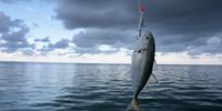 Global Ocean Temperatures Hit Record Highs According To EU's Copernicus Earth Observation Program