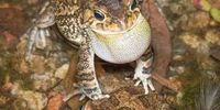 Breeding guttural toads. As spring starts in Johannesburg and the evening temperatures rise, the guttural toads emerge, very noisily announce their presence after sunset and start breeding in ponds and other water bodies around the city. Photographer: Cavan Hill