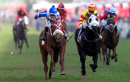 National Council of SPCAs demands urgent reforms to protect racehorses