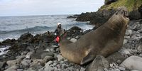 Zafar Monier keeps a safe distance from the business end of an elephant seal beachmaster. One of the largest bulls on the island is known as ‘Bliksem’.  Monier describes him as a ‘ferocious guy… a machine with a goliath gene’. He has a harem of 98 cows this year, compared to about 30 last year. (Photo: Dylan Seaton)