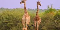 Giraffes roam an overgrown landing strip situated at the Wits Rural Facility in Bushbuckridge, Mpumalanga. Photographer: Chanté Schatz