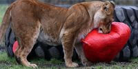 Lioness Plusza inspects a heart shaped balloon in their  enclosure at Five Sisters Zoo Valentine's photo call  on February 12, 2025 in West Calder, Scotland. The Five Sisters Zoo outside Edinburgh is home to more than 160 different species from around the world, including rescued animals. For a Valentine's Day photo call, the zoo is offering animals enrichment activities with a Valentine's theme. (Photo by Jeff J Mitchell/Getty Images)
