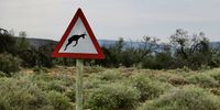 Beware of the Springboks. Photographer: Lynley Clarke