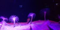 Tube anemones. Photographer: T Kitshoff