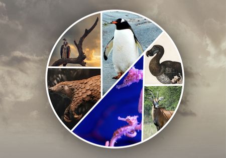 All Rhyme, No Reason: The not-quite extinct limericks that underscore the decline of endangered species