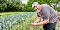 Harvesting onion flowers, which he says have a sweet oniony pop to them, at Camp Orchards. (Photo: Wanda Hennig)<br>
