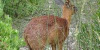 Cape Grysbok near Vermont, Western Cape,  25th October. Photographer: Susie C<br> 