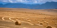 Wheatfields.