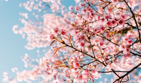 Loaded for Bear: August in Joburg is the new September as spring has already sprung