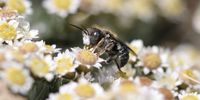 While there is heavy emphasis on the honeybee, which plays a large role in the commercial agricultural sector, there are also many other types of solitary bees that exist in the wild. (Photo: Jenny Cullinan)