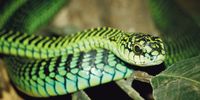 Close-up of a boomslang snake through glass at the snake centre near our campsite in the Ngorongoro Conservation Area, Tanzania.  William Warby