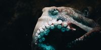 There is strong evidence octopus feel pain. Image: Qijin Xu / Unsplash