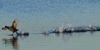 Taking off. Rondevlei Bird Sanctuary. Cape Town. Image: Peter Reber
