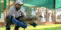 An African white-backed vulture being cared for by VulPro. (Photo: Chris Eley)