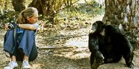 Dr Jane Goodall with alpha male Figan at Gombe National Park in Tanzania (Photo: JGI / Derek Bryceson)