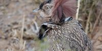 Red-crested Korhaan, seen at Marataba Conservation Camp...