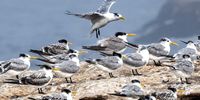 John-Gannet Getaway