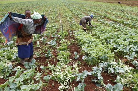 Land reform green paper out, at last. Almost.