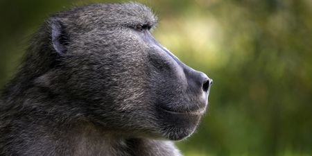 Killing entire troops of Cape baboons is once again a very real threat despite 25 years of hard effort