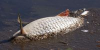 A fish lies dead on the western bank of the Oder River on August 12, 2022 at Hohenwutzen, Germany. Tens of thousands of fish have turned up dead in recent days along the Oder River that forms the border between Germany and Poland. German authorities say they have detected high levels of mercury in the river and suspect a possible industrial accident up stream in Poland as the cause. Meanwhile people are urged not to bathe in nor to let animals drink from the Oder. (Photo by Sean Gallup/Getty Images)