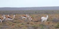 Rare White Springbok - Rogge Cloof Private Nature Reserve - 20km outside of Sutherland. Photographer: Michelle Torr 