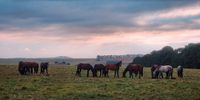 Stud farm in the KZN midlands. Photographer: Dale Piper