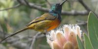 Orange Breasted Sunbird. Photographer: Padraig Quinn