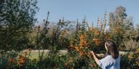 Healing and the intelligence of herbs — and how to incorporate at home