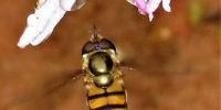"Hold it!"<br>                    African Hoverfly (Asarkina africana) about to visit a Shellbush flower (Ocimum labiatum).<br>                    Sea Park, KZN south coast</p>
<p>CREDIT (Photographer): Peter Vos