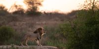 We were very fortunate to have captured this image of the dominant male Lion patrolling his territory at Marataba Safari Lodge. The opportunity to capture this image from afar was one that we could not miss out on and before we went for a closer look I took the time to get this photograph from a fair distance away – it definitely tells more of a story…the guides were great to get us into the right position for the perfect photograph.