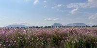 Cosmos in the Free State. Photographer: Mike Silber