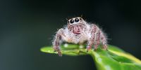 Jumping spider. Image: Max Pixel