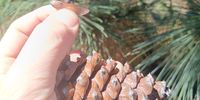 Leonie-pine cone invasion