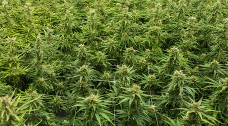 Cannabis under the spotlight in wake of Constitutional Court judgment