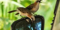 Bare-cheeked babbler vanity? Photographer: Con Fauconnier.  