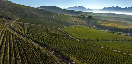 New brooms sweep clean in SA wine industry as investors see only opportunities