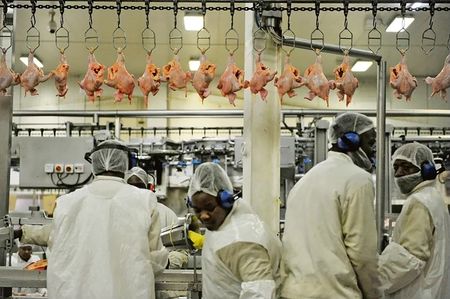 Inside Daybreak — hunger, silence, bullets and betrayal at Delmas chicken farms