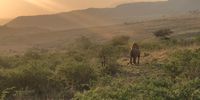 Nambiti Lion searching for his brother (following his scent).<br>