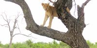 Lioness in a tree near Malelane Gate in Kruger Park. Image: Valerie Gauld