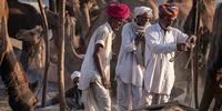 Annual camel fair with sellers and buyers. Photographer: Benine du Toit