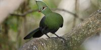 A Knysna Touraco peers from its forest perch. These birds have bright red wing feathers and feed on fruit, insects and earthworms. The birds have a loud kow-kow-kow-kow call. (Photo: Warwick Tarboton)