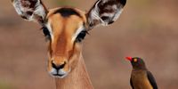 [Impala with Red Billed Oxpecker]. Photographer: [Wikus Otto]. 