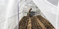 Refiloe Molefe inspects her seedlings that she planted in her newly erected tunnel.<br>(Photo: Mark Lewis)