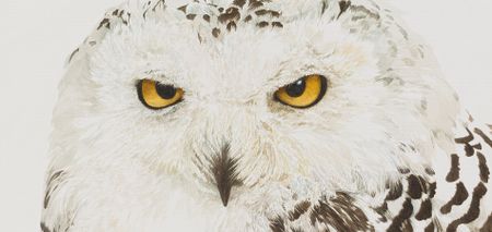 A Snowy Owl contemplates a pair of bronze Lapwings over a 2011 vintage of Kanonkop’s Paul Sauer