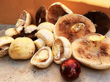 A fairy ring of mushrooms
