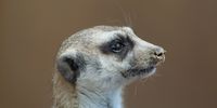 You looking for me! Photographer: Ian Siddall