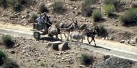 Donkey carts have right of way in the Cederberg. (Photo: Peter Slingsby)